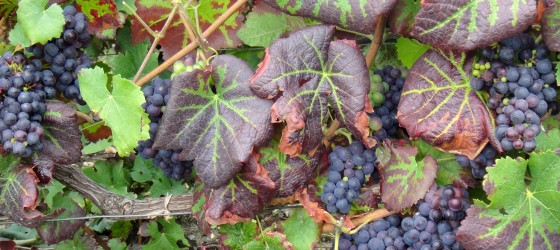 Burgundy vineyard © Sonia Jones