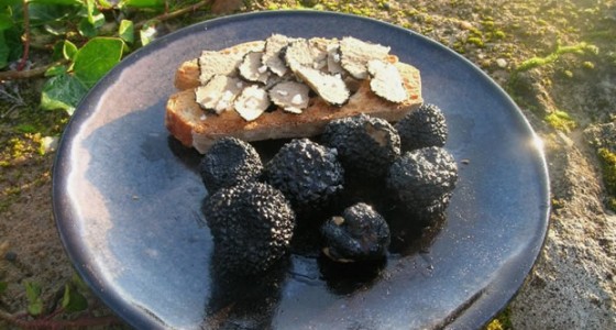 Truffles © La Truffe en Périgord Noir